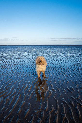 Labradoodle on the Beach in Summer