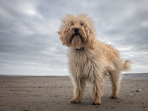 Labradoodle on the Beach