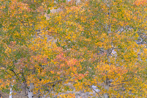Aspen leaves changing color on trees in autumn in the Colorado high country. The leaves are still partially green, but the autumn colors are dominant in the image.