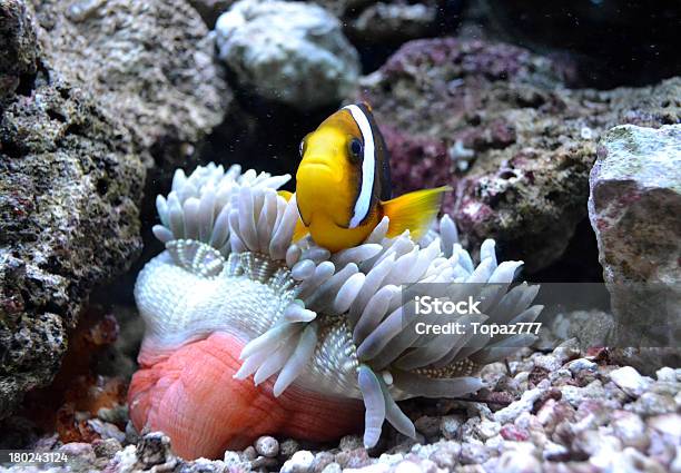 Nemo Fisch Stockfoto und mehr Bilder von Amphibie - Amphibie, Anemonenfisch, Bildhintergrund