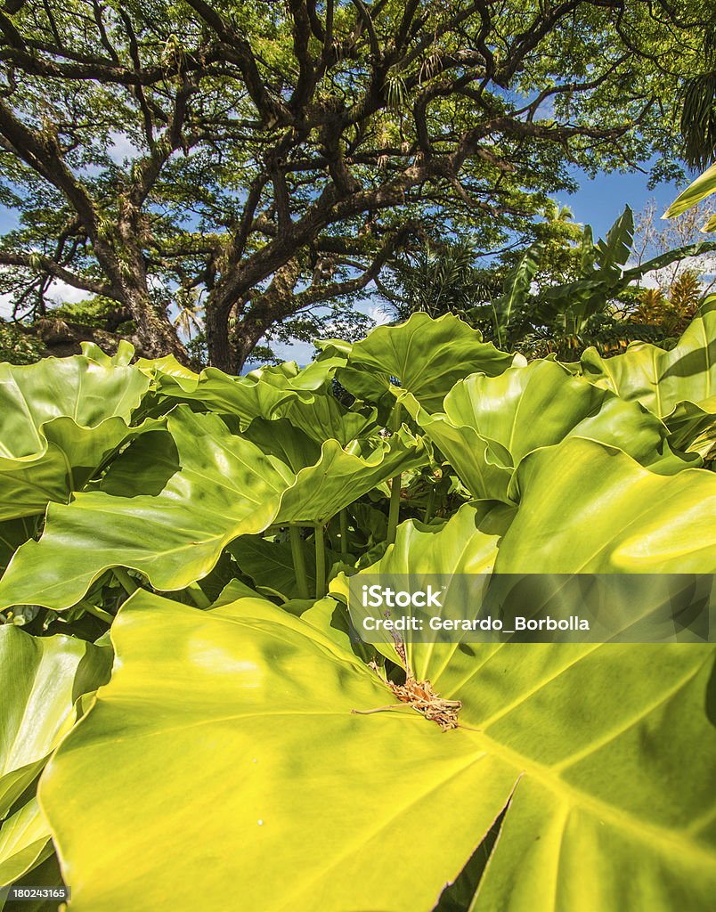 St. Kitss Picture taken in Saint Kitts Animal Wildlife Stock Photo