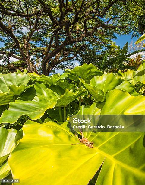 St Kitss Stock Photo - Download Image Now - Animal Wildlife, Autumn, Beach