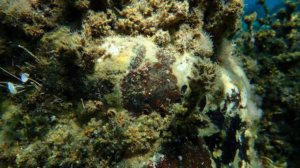 istock Brown encrusting algae (Stragularia clavata) undersea, Aegean Sea 1802431809