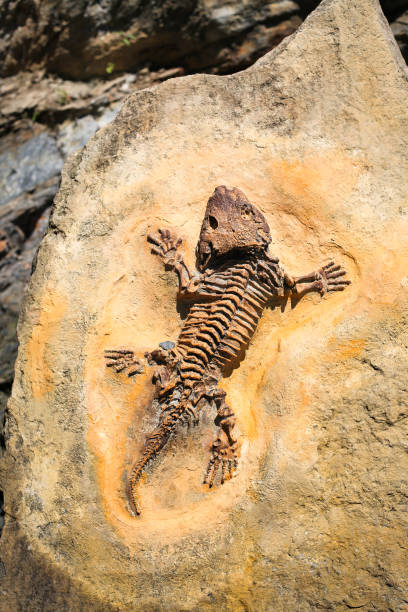 化石恐竜トカゲ岩の上の先史時代のトカゲの骨格の化石 - 化石の