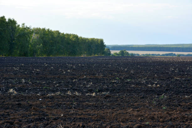 istock plowed field with tree line and fog in the dawn copy space 1802443402