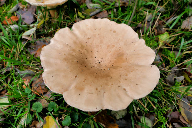 istock Infundibulicybe geotropa 1802451831