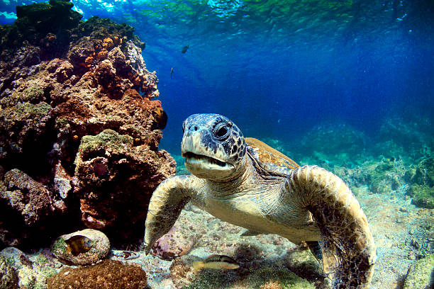 tortue de mer sous l'eau - dormant volcano photos et images de collection