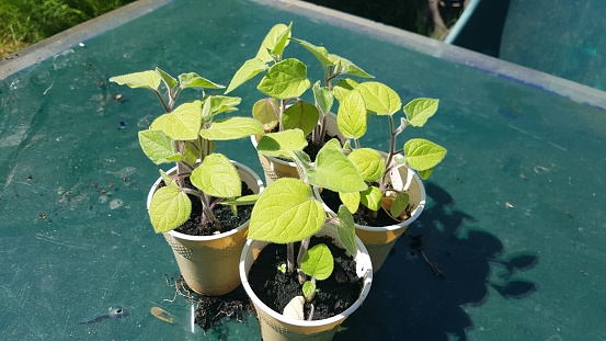 planting physalis in seedbed. planting alquequenje in the vegetable garden. physalis in pots