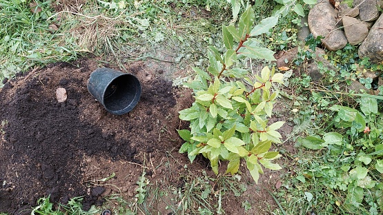 planting laurel in the garden next to a pot with fertile soil