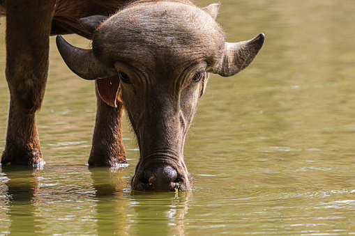 water buffelo looking into camera landscape stock photo