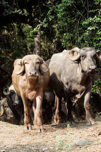 istock water buffelo looking into camera vertical stock photo 1802454815