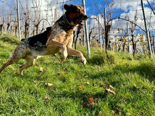 istock Mixed breed dog running in autumn vineyards 1802456664