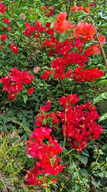 istock Red Bougainville flower 1802462448