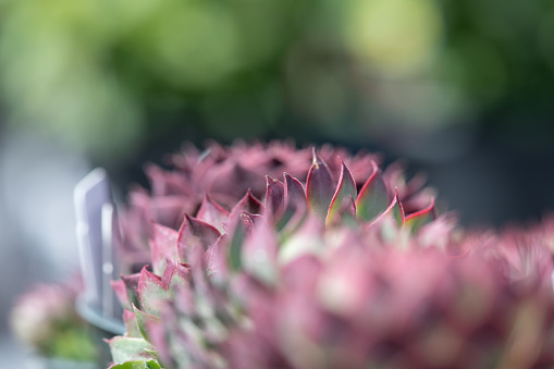 Close up of pink and green cactus succulent with shallow focus.