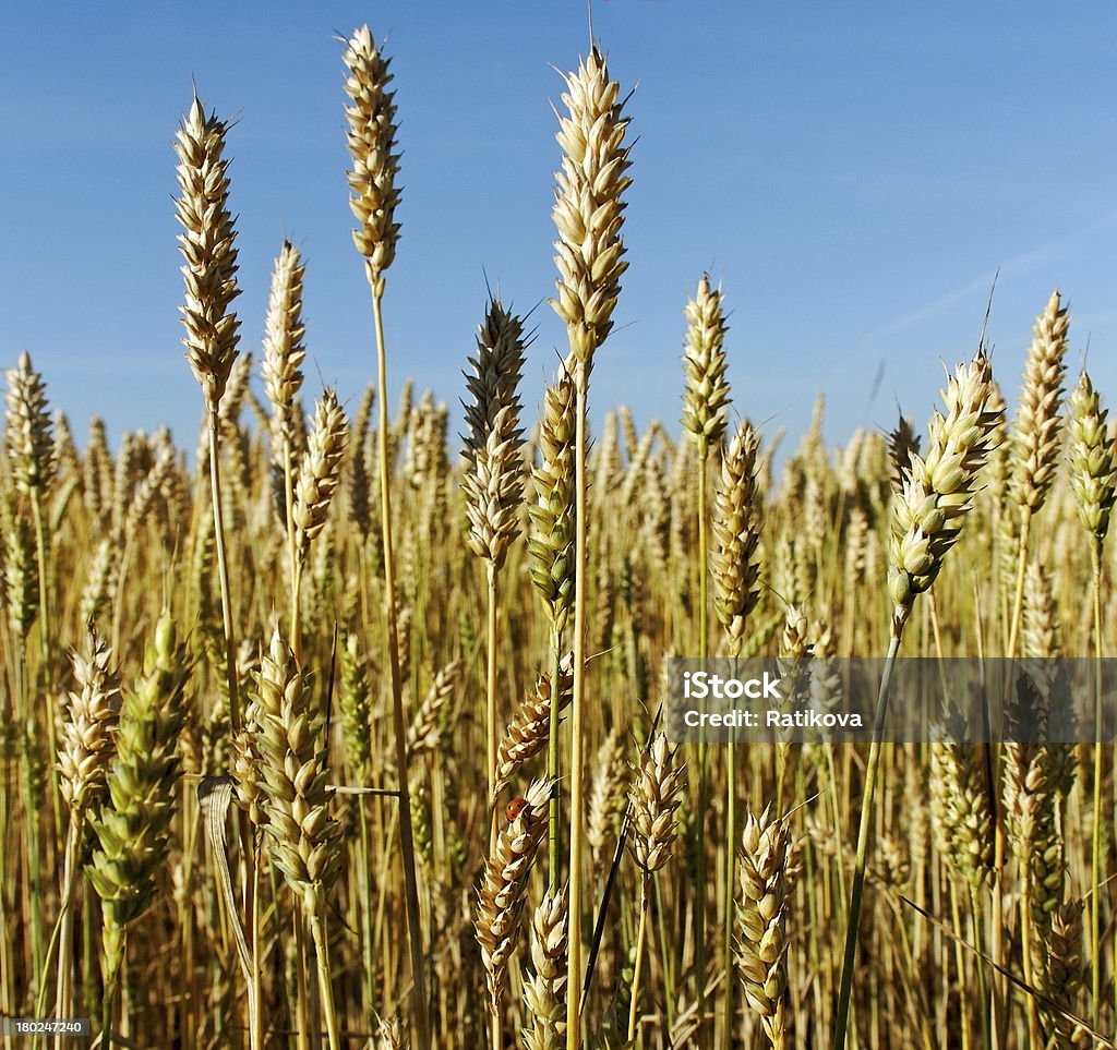 Wheat field. - Lizenzfrei Agrarbetrieb Stock-Foto