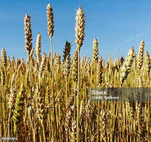 Trigo Campo - Fotografias de stock e mais imagens de Agricultura - Agricultura, Amarelo, Animal