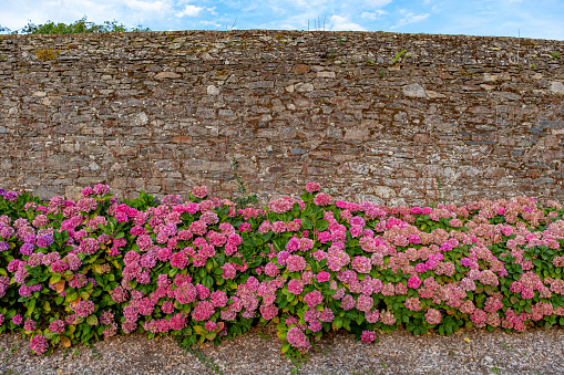 Close-up on a stone wall with pink hortensia in Brittany, taken on a partly cloudy summer day with no people