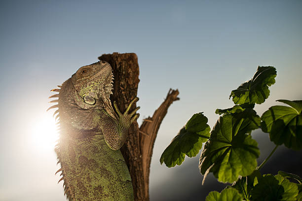 istock iguana crawling on a piece of wood and posing 180247412