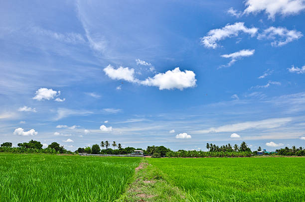 istock view of beautiful rice field ,Thailand 180248052