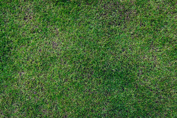 istock Green grass texture. Green grass background texture. Element of design. Green grass texture background Top view of bright grass garden Idea concept used for making green backdrop 1802483833