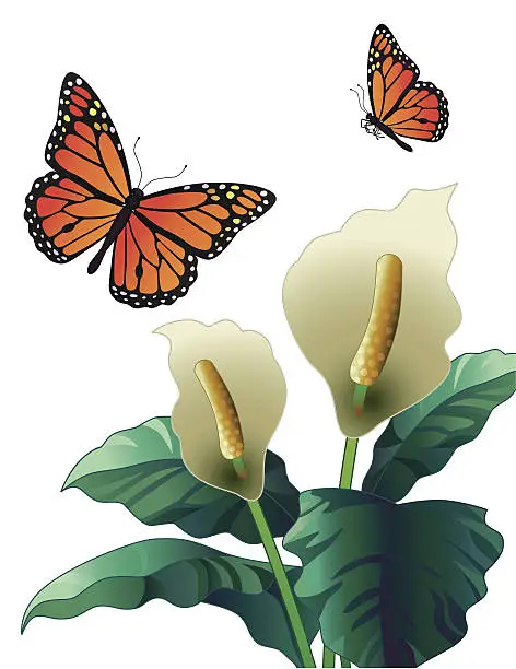 Vector illustration of peace lily and monarch butterflies