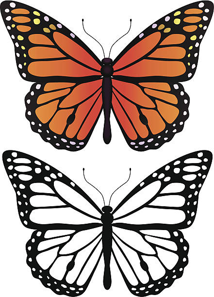 ilustrações de stock, clip art, desenhos animados e ícones de borboleta-monarca - borboleta monarca