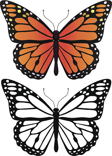 monarch butterfly A vector monarch butterfly in black and white and in color. monarch butterfly stock illustrations