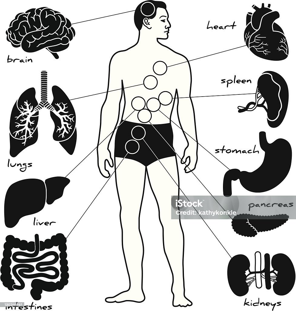 Anatomia Lekcja - Grafika wektorowa royalty-free (Ciało ludzkie)