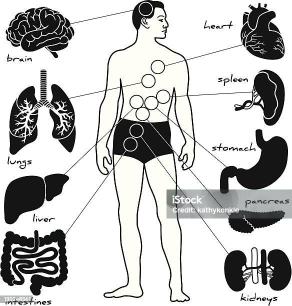 Anatomia Lekcja - Stockowe grafiki wektorowe i więcej obrazów Ciało ludzkie - Ciało ludzkie, Sylwetka, Stać