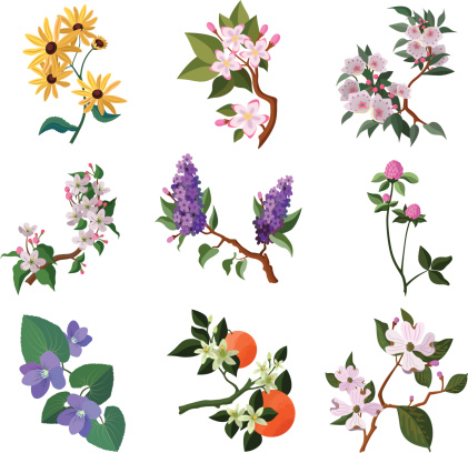 Vector illustrations of various US state flowers: 