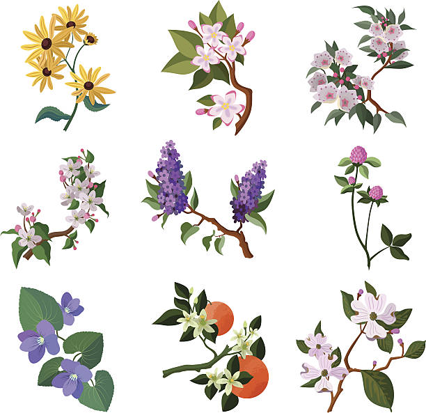 North American flowering plants Vector illustrations of various US state flowers:  hawthorn stock illustrations