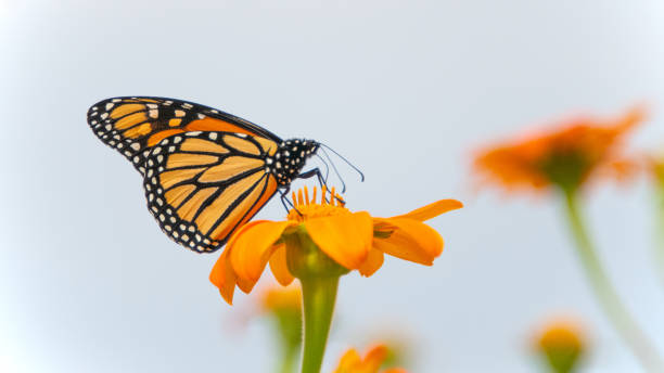 istock Butterfly-orange flower-Howard County Indiana 1802489195