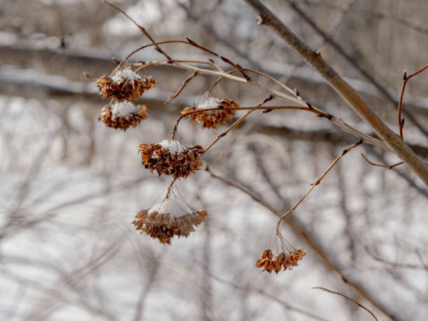 istock Dry cranberry bush berries in winter 1802490372