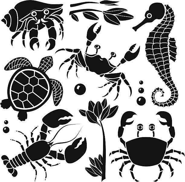 Black and white design of sea life Vector design elements featuring sea creatures and plants: hermit crab, crab, seahorse, sea turtle, lobster. hermit crab stock illustrations