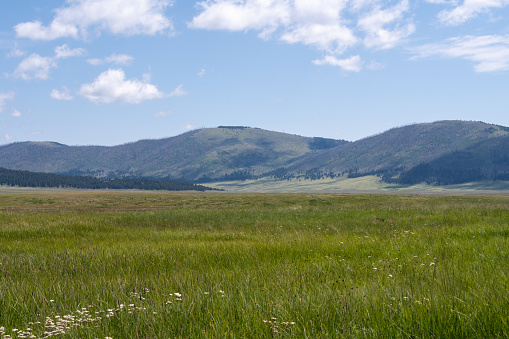 Mountain meadow on a sunny summer day.