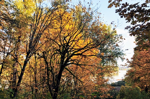 Trees under sunshine showing fall colors