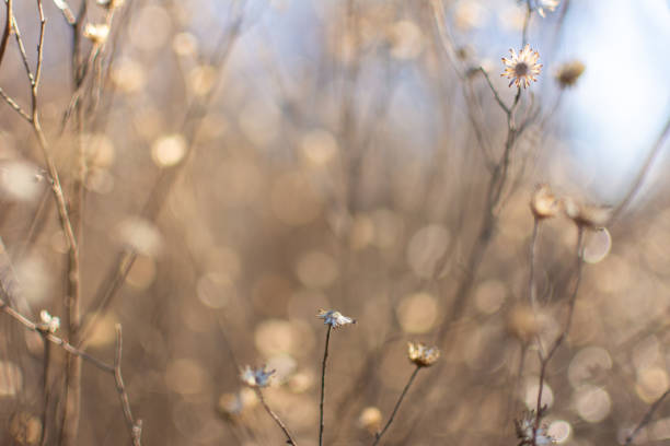 istock Dry wild flowers in a meadow in winter 1802506579