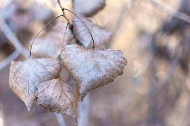 gros plan de feuilles sèches sur une branche dans la forêt. - branch dry defocused close up photos et images de collection