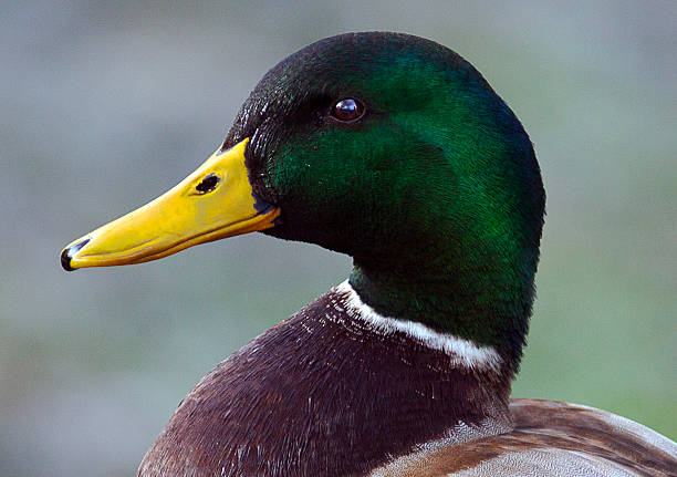 Mallard duck stock photo
