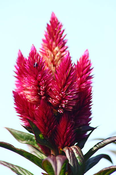 красный цветок - gartenblume стоковые фото и изображения