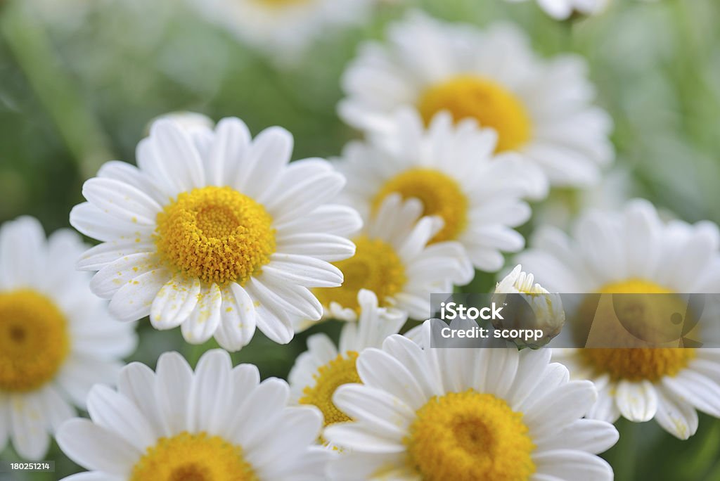 chamomile wild chamomiles and grass.In this lightbox images of different leaves, plants and bamboo http://www.istockphoto.com/file_search.php?action=file&lightboxID=5431603  Blossom Stock Photo
