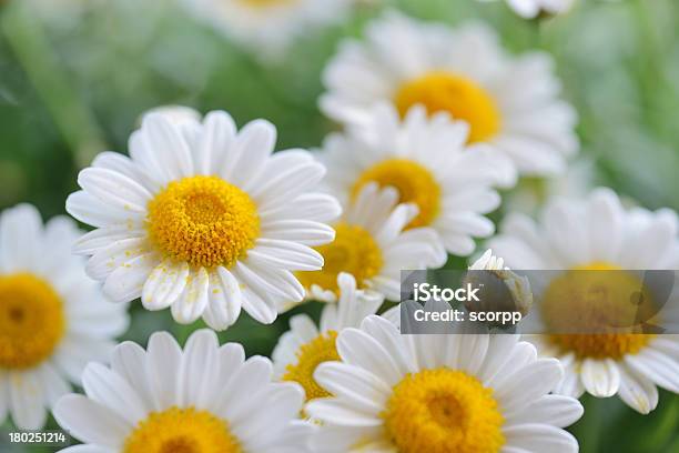 Chamomile Stock Photo - Download Image Now - Blossom, Chamomile, Chamomile Plant