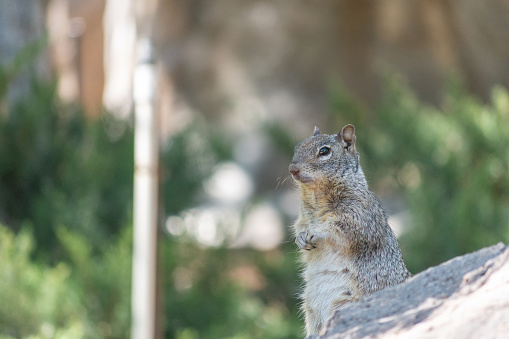 A gray squirrel sitting on a large rock at a park, with green foliage blurred in the background.
