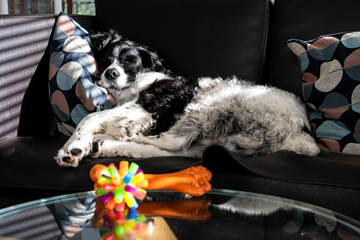 Black and white spaniel dog sleeping comfortably on a sofa in a home.