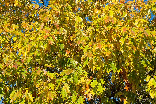 Autumn fall. Gold Trees in a park. Colorful foliage in the park. Falling leaves nature