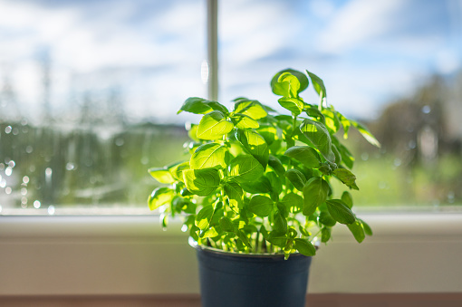 Plant in the kitchen green basil in a pot