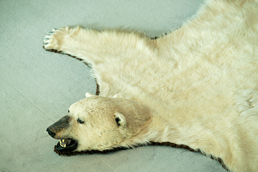 Polar bear hide, Yellowknife, Northwest Territories, Canada