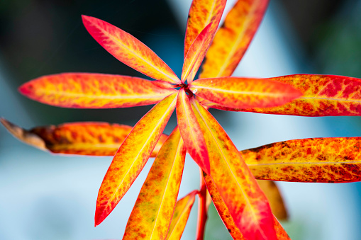 The leaves of Euphorbia  Fireglow in Autunm colours