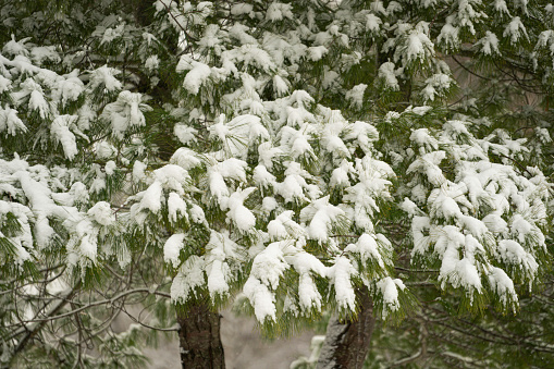 Snow on branches in November, Indiana, USA