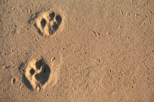 Two paw prints in the sand surface